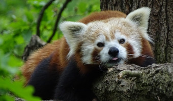 Zoo Brno