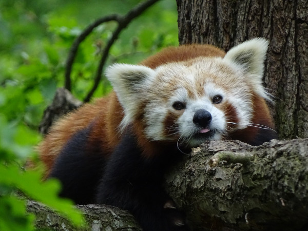 Zoo Brno