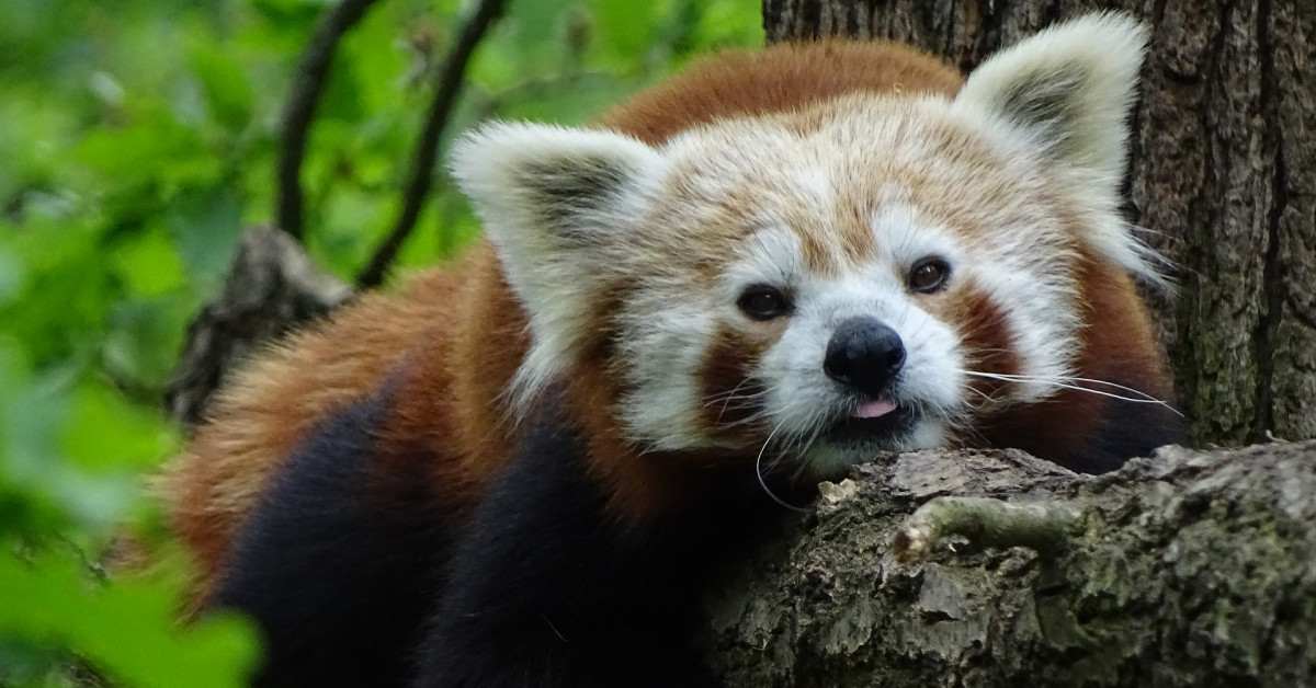 Zoo Brno
