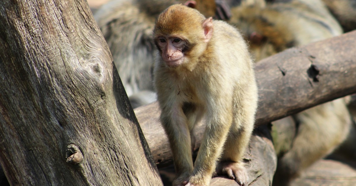 Zoo Chomutov