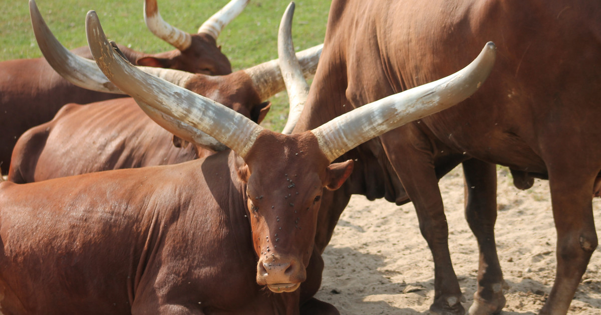 Zoo Dvůr Králové