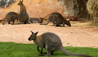 Zoo Hluboká