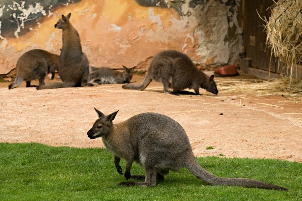 Zoo Hluboká