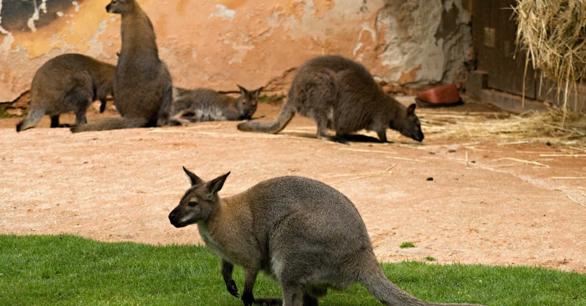Zoo Hluboká