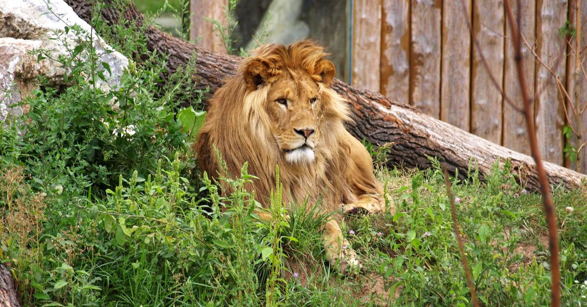 Zoo Hodonín