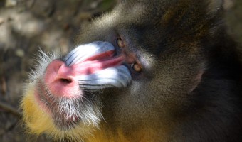 Zoo Ostrava
