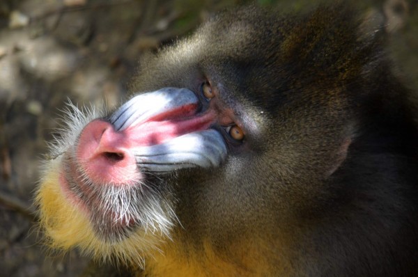 Zoo Ostrava